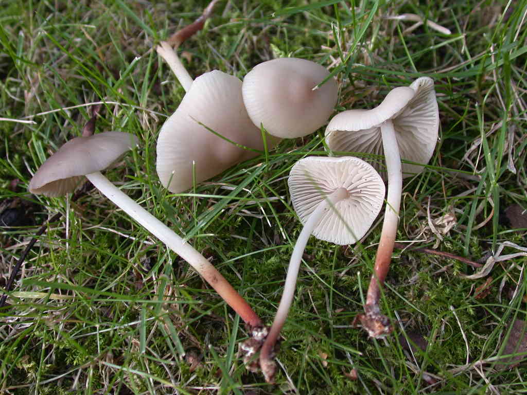 Marasmius wynnei